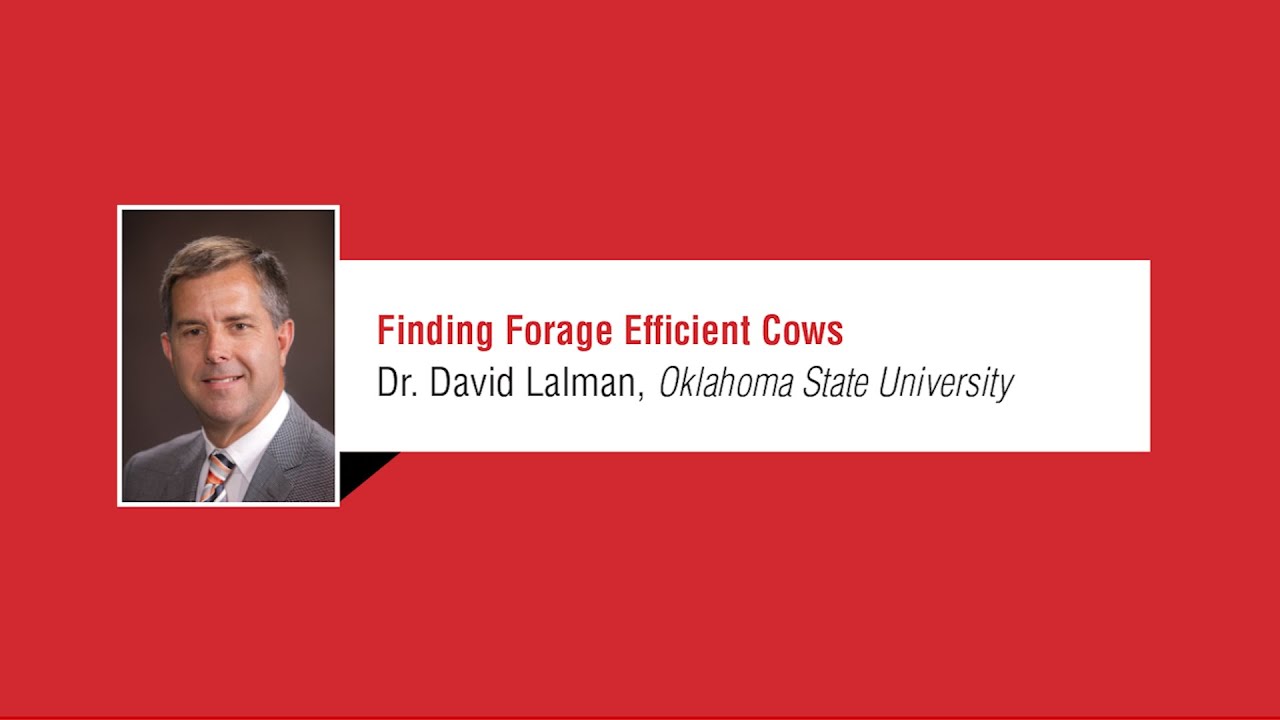 Dr. David Lalman, Oklahoma State University, Beef Efficiency Conference 2025