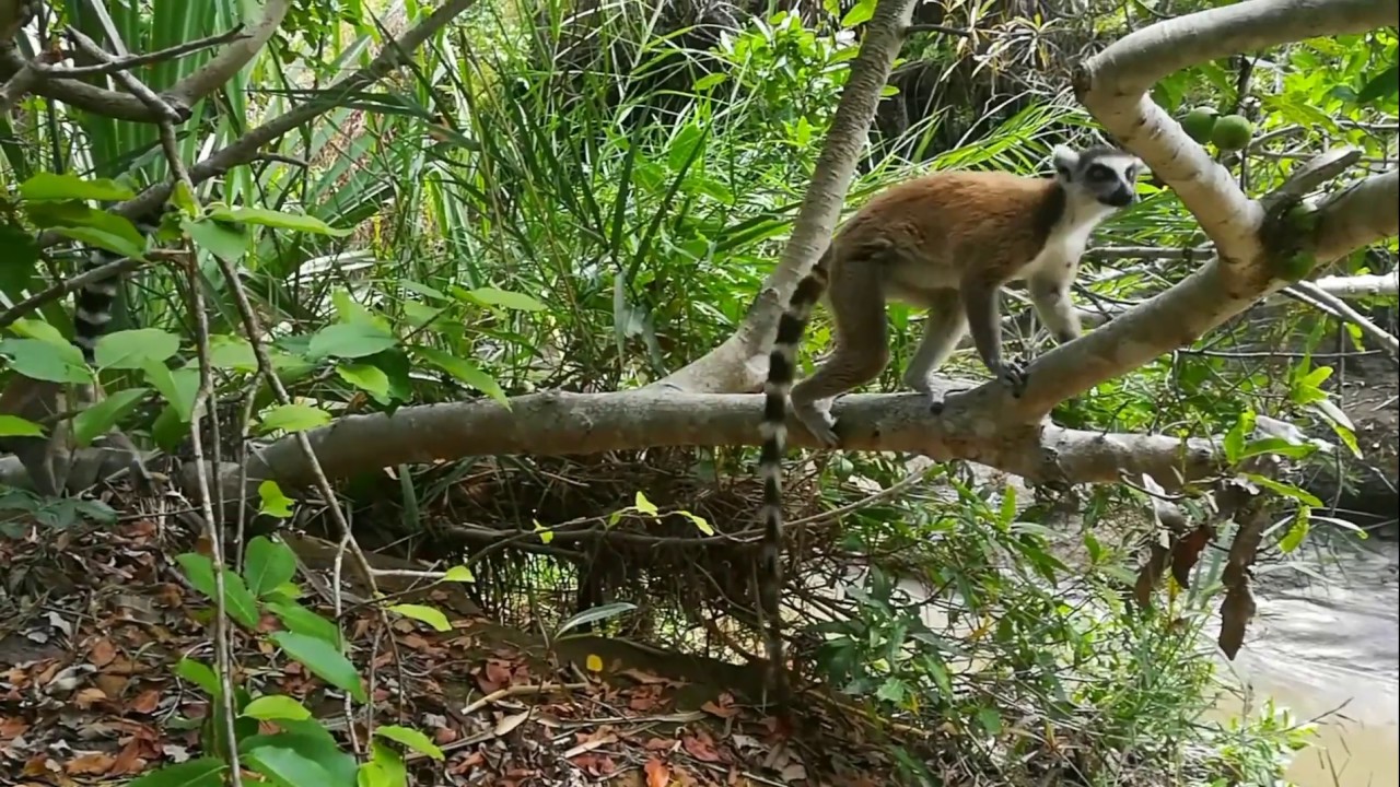 A Postcard from Madagascar