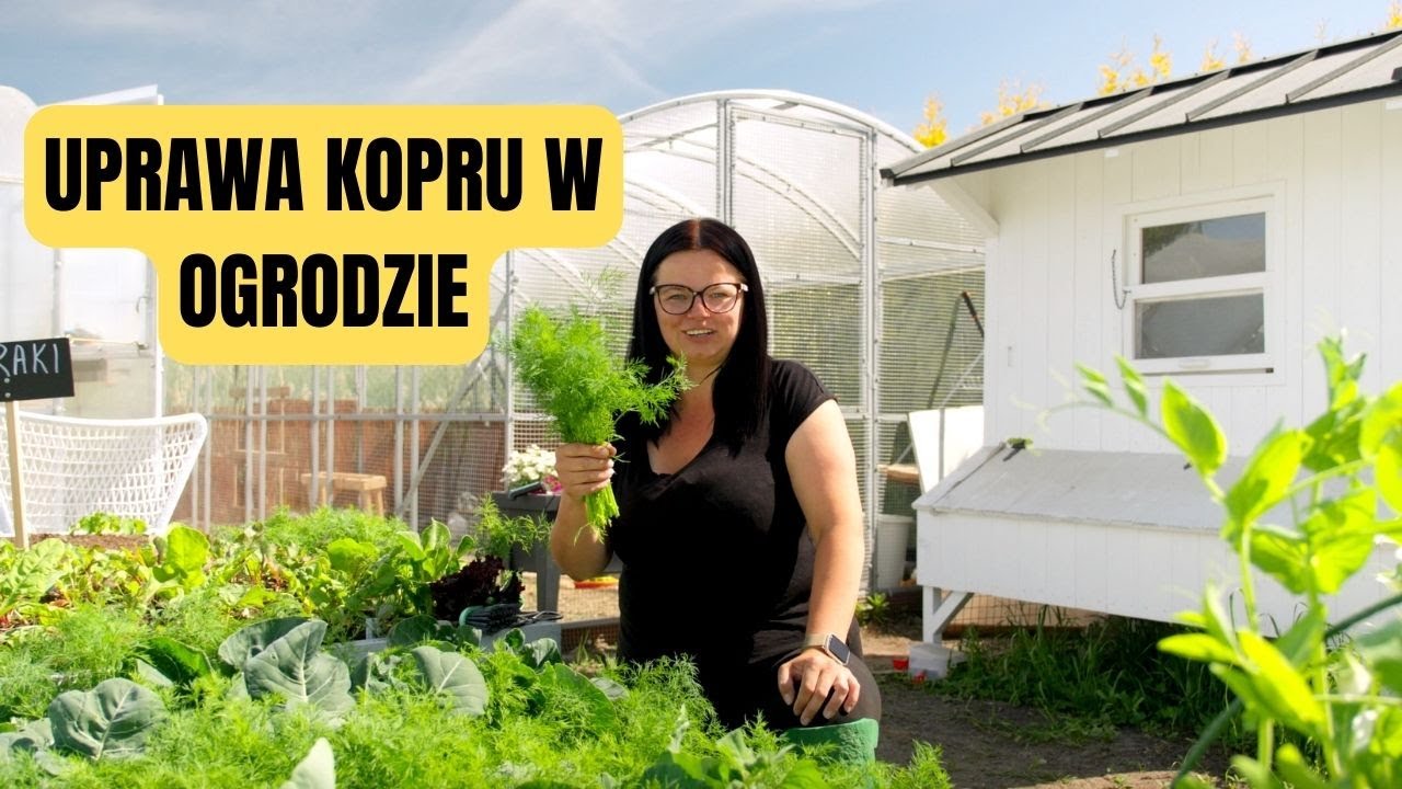 UPRAWA KOPERKU. JAK UPRAWIAĆ KOPER OGRODOWY. KOPEREK NA ZIMĘ