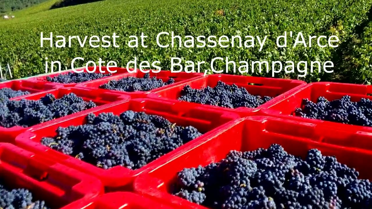 Harvesting grapes in Champagne, in Cote des Bar at Chassenay d'Arce