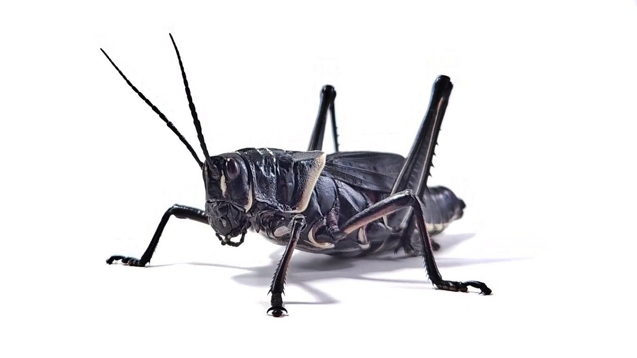 Lubber Grasshopper