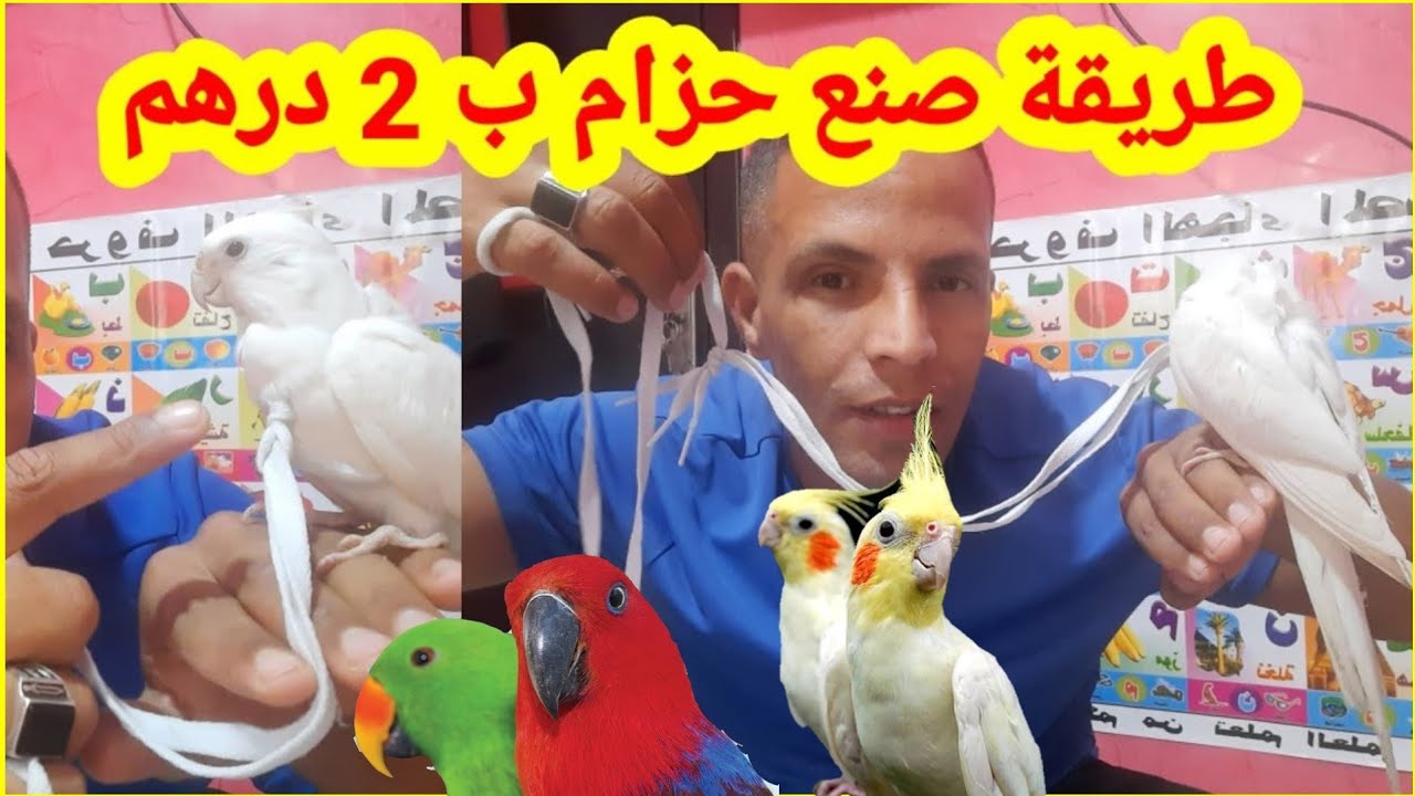 كوكتيل : أسهل طريقة لصنع حزام كروان (حبل الهارنس)/ صدرية كالوبسيت لإخراجه يتنزه