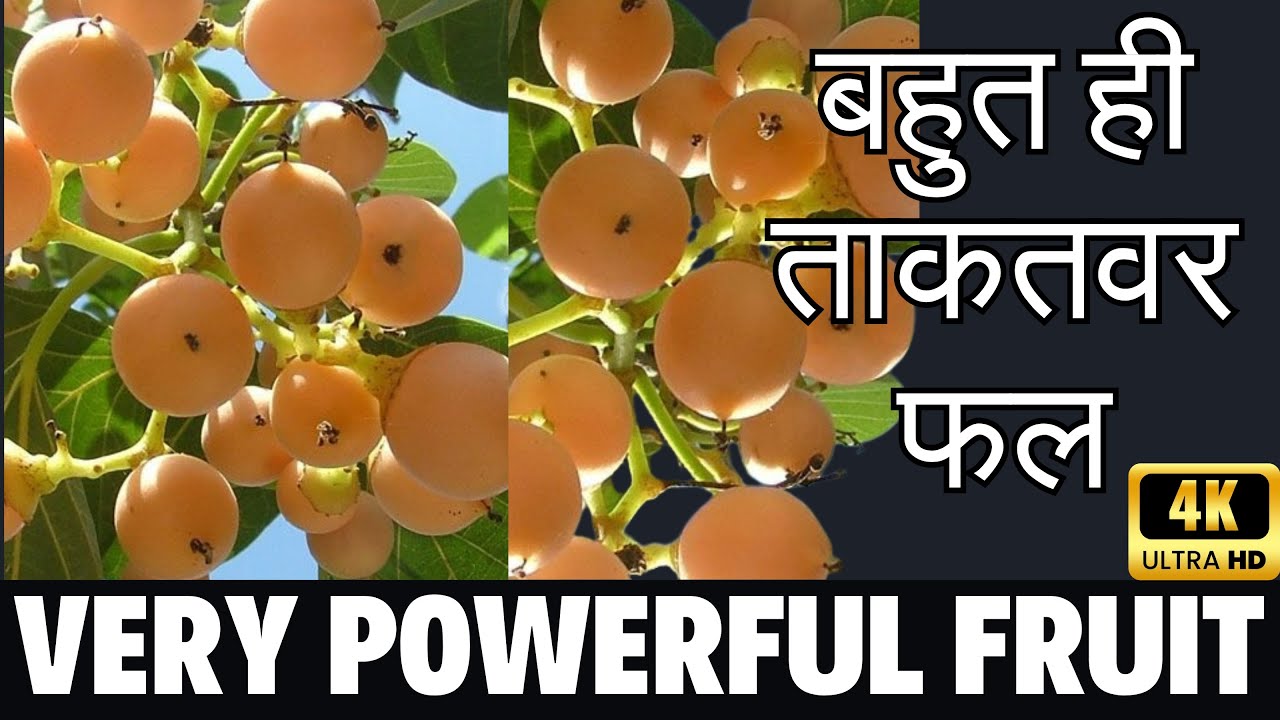 How to grow Cordia Myxa (Lasoora) | One of the most powerful fruit | लसोड़ा का पौधा और फल के फायदे