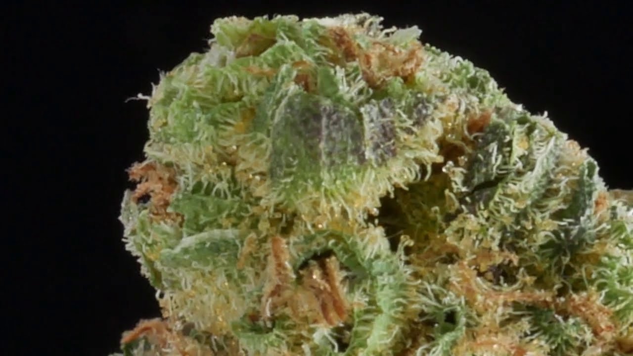 4K Cannabis 027 - Haven st. Blueberry Kush n402  #PEIcannabis