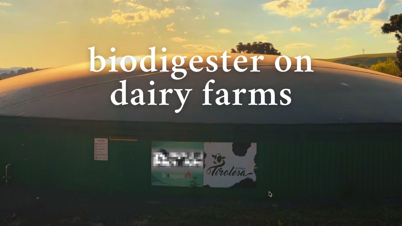 Biodigester on a dairy dairy: it paid for itself in 4 years and now GENERATES ENERGY FOR EVERYTHING2