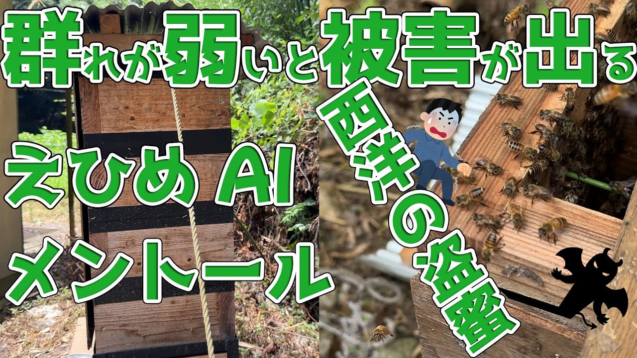 群れが弱いと被害が出る！スムシ・盗蜜・ニホンミツバチ自然消滅　えひめAI・メントール処方　個体数が少なくなると、極端に盗蜜やスムシ被害などを受けやすくなる。
