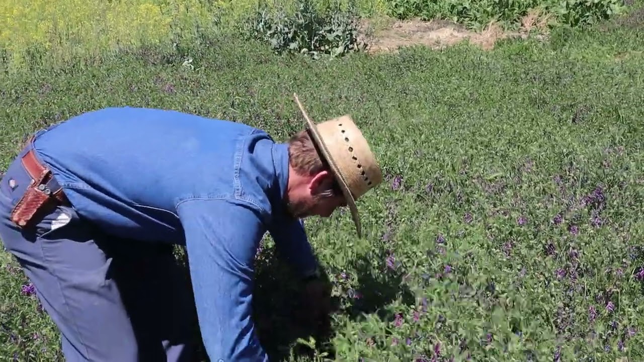 2024 Winter Cover Crop Hairy Vetch