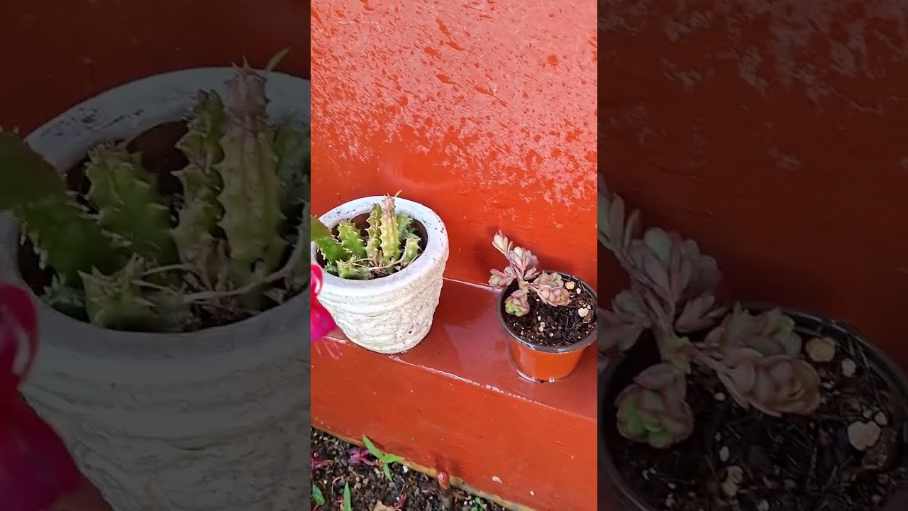 Acompáñame a regar el Jardín ASMR