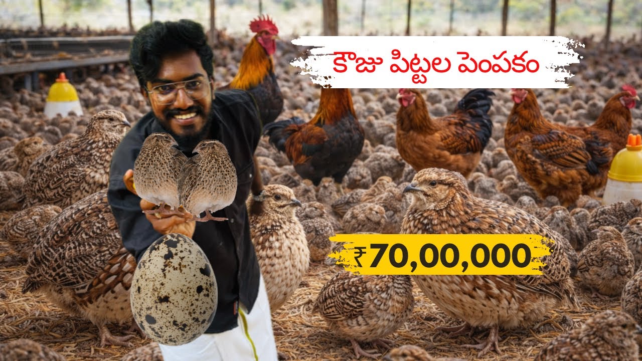 ₹70,00,000 లాభం ఒక్క సంవత్సరంలో ఉందా? కౌజు పిట్టల పెంపకం |Agrotill #farming