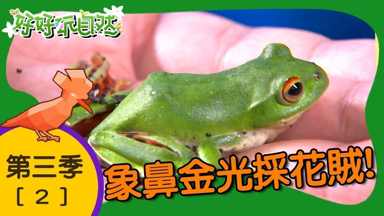 【好好玩自然】象鼻金光採花賊！莫氏樹蛙 拉氏清溪蟹｜第2集_第三季｜福山部落｜柳丁哥哥 崇瑋老師｜生態探索｜YOYO
