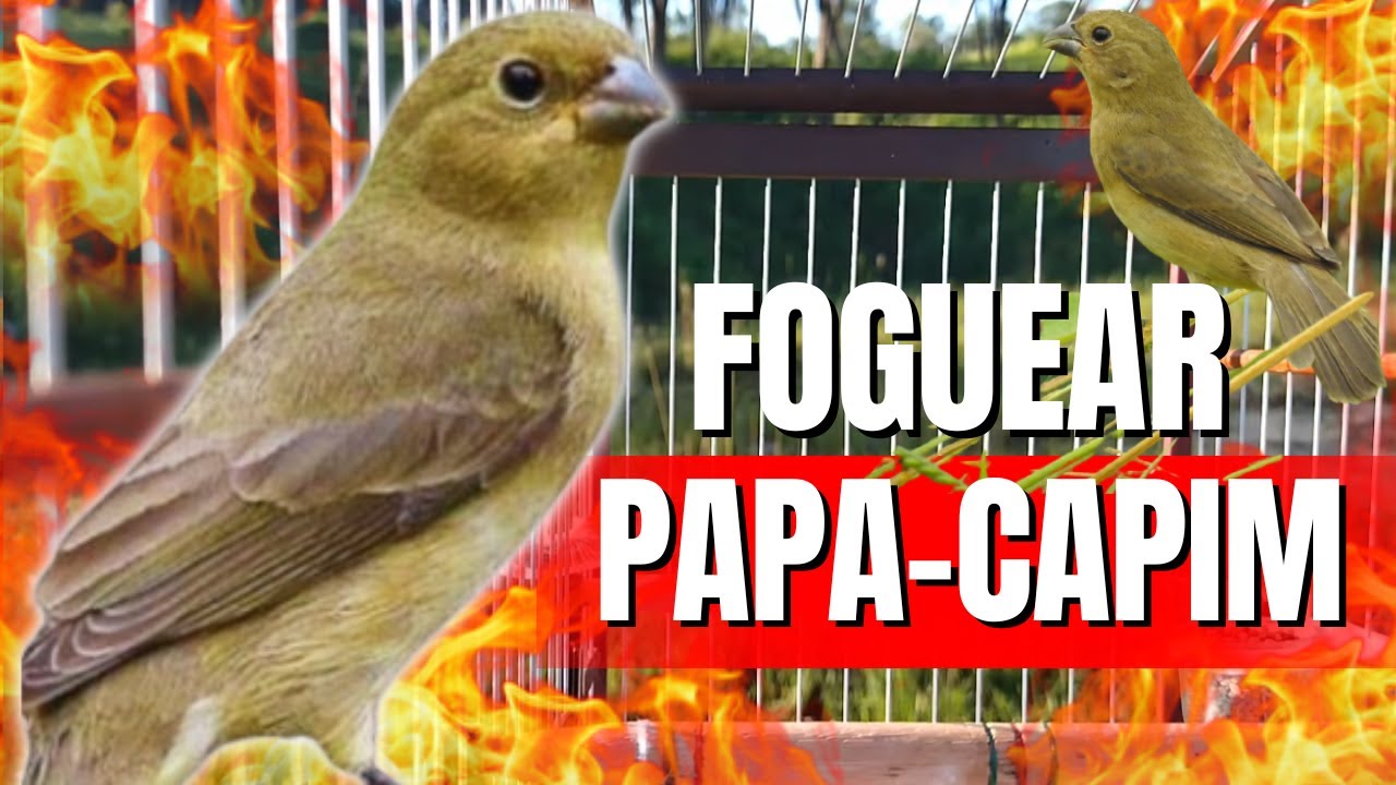 Fêmea de Papa Capim Chamando para Esquentar Macho
