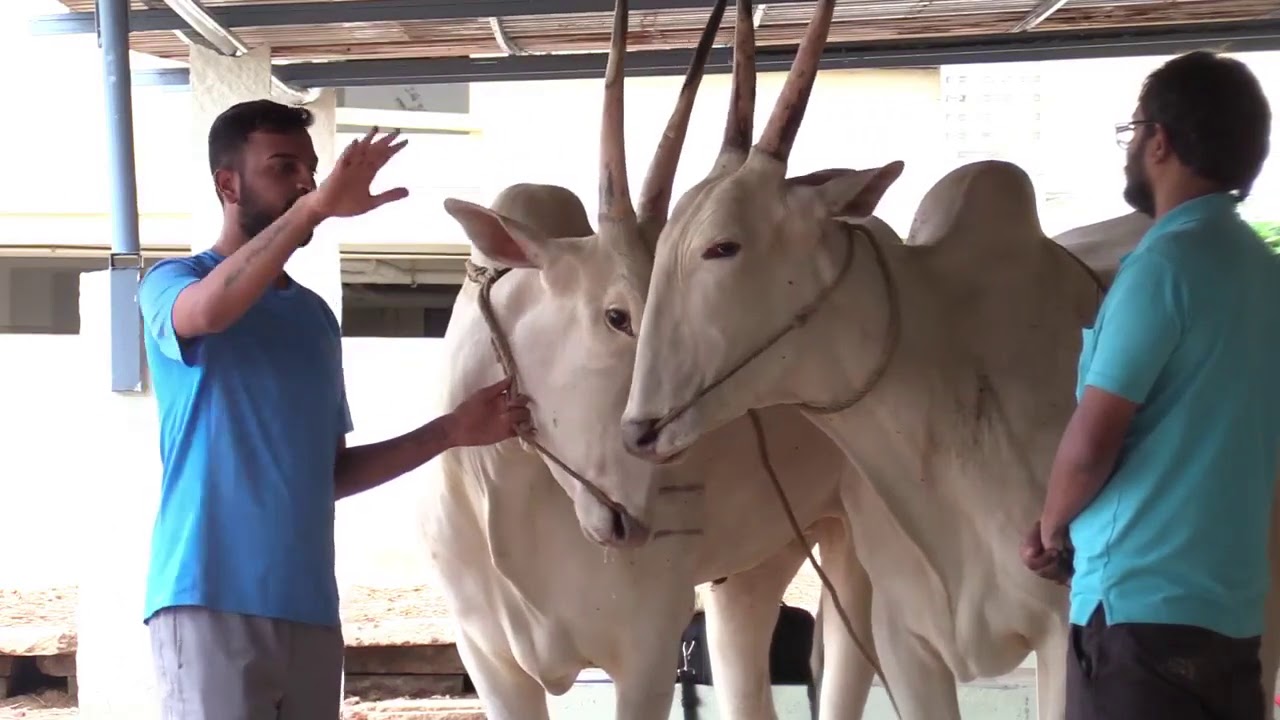 How to identify Hallikar breed cattle