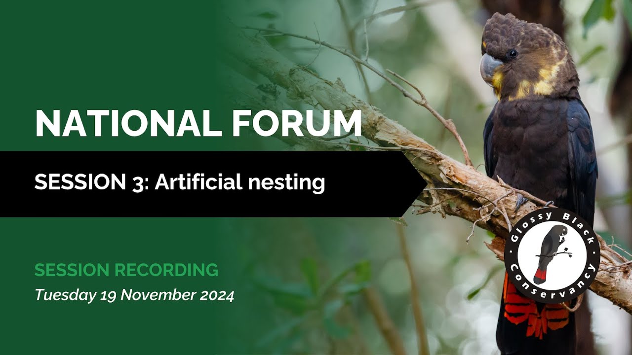 Artificial nesting - Glossy Black-Cockatoos | NATIONAL GLOSSY FORUM 2024