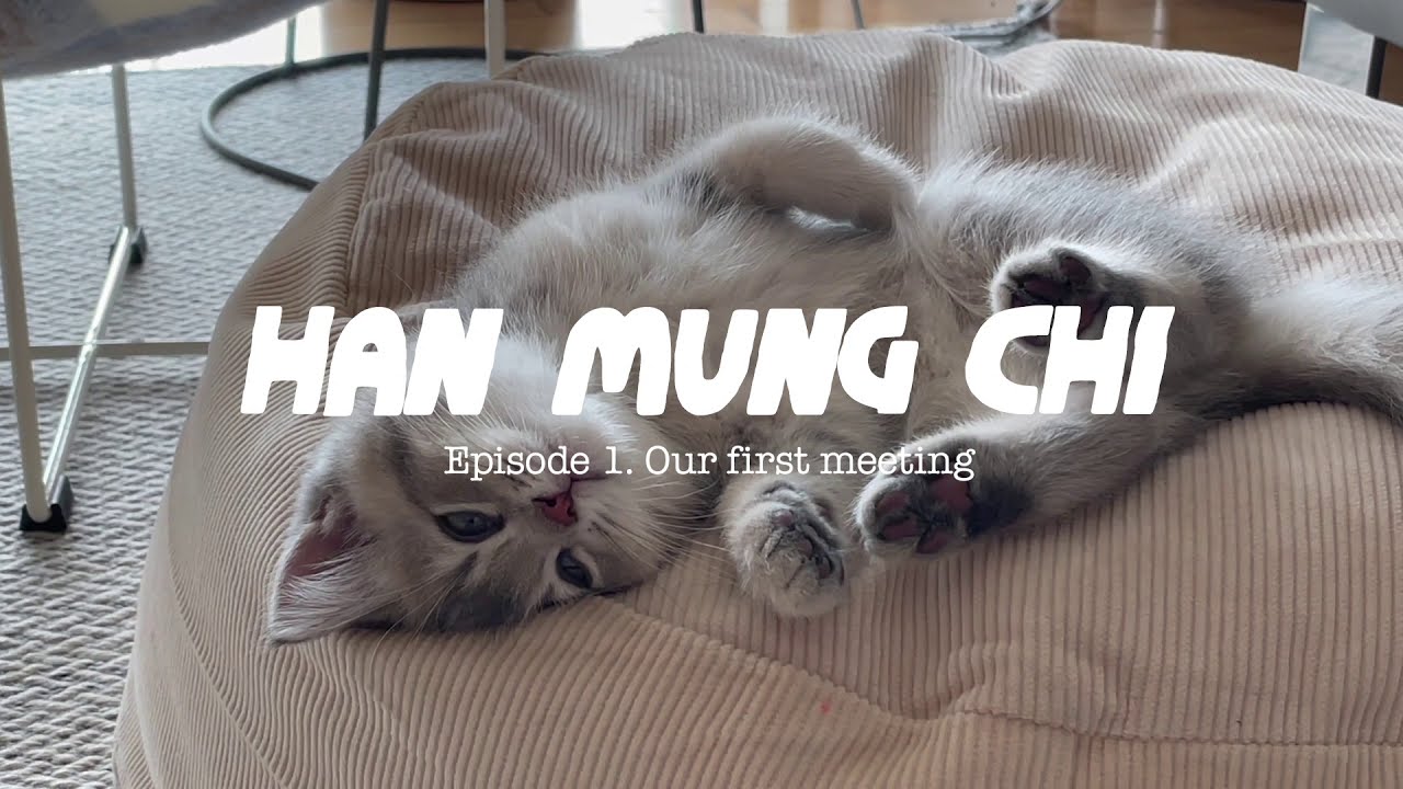 EP.01 I 초보 집사의 브리티쉬숏헤어 첫 입양