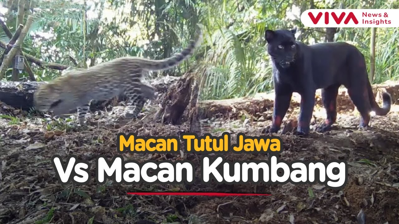 Bukti Nyata: Populasi Macan Tutul Jawa Masih Bertahan