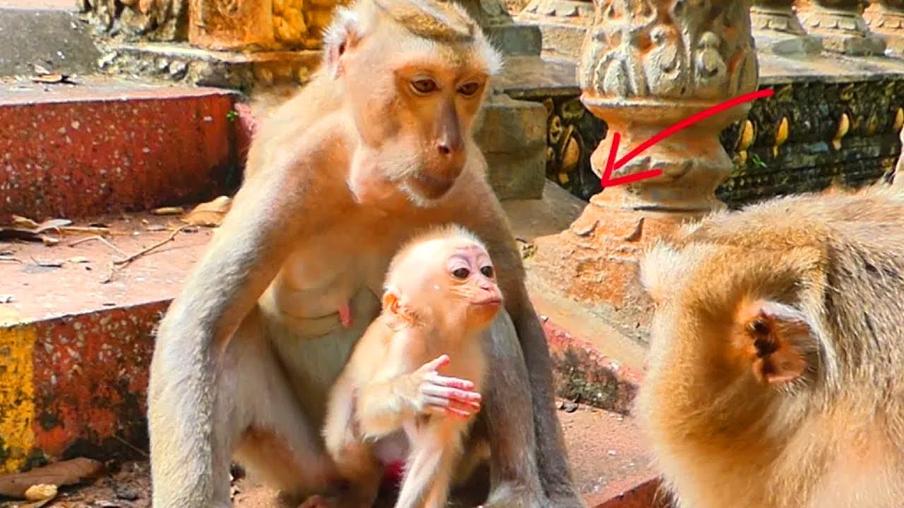 Amazing Moment — New Baby Monkey Communicates with Grandma for the First Time 🐒❤️