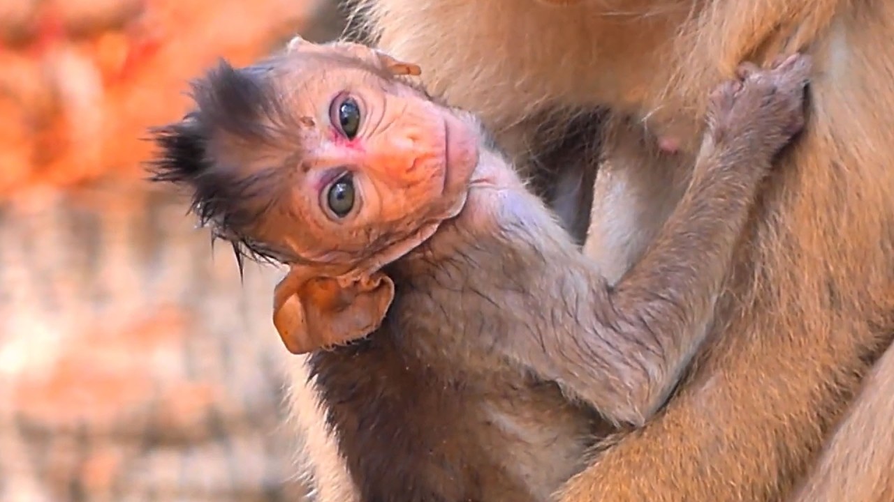 Baby monkey's desperate calls for mother will haunt you