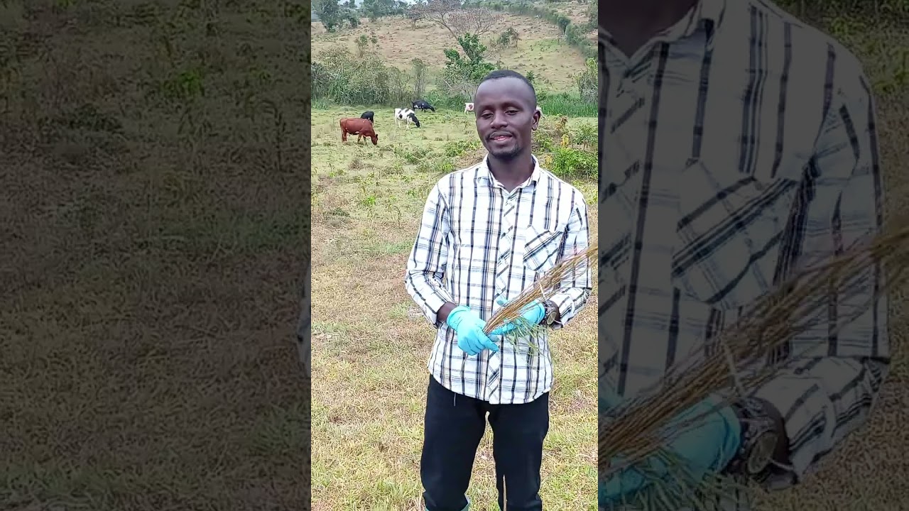 Sprobolus spp grass in sub-Saharan Africa tropical cattle corridor rangelands and dairy farms.