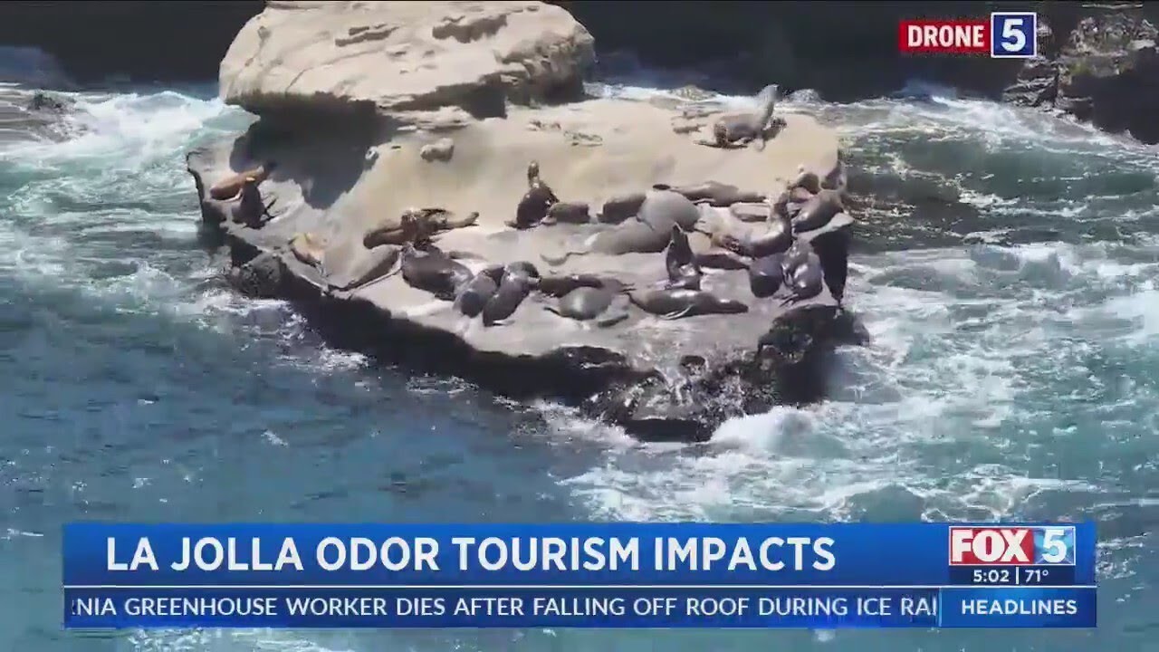 La Jolla Cove's smell returns, impacting tourist traffic