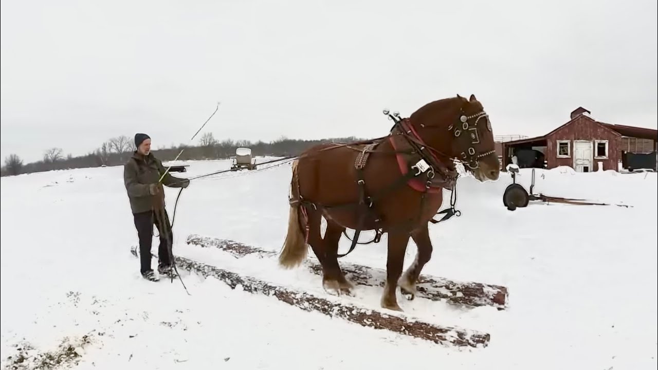 NEW TRAINING TECHNIQUES for our Suffolk Punch Stallion!! // Draft Horse Training #452