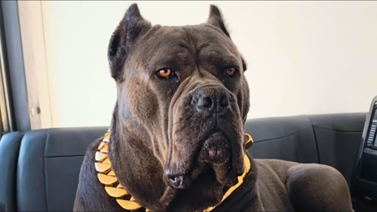 For 3 Months This 180-Pound Cane Corso Vanished Every Night… The Truth Finally Came Out