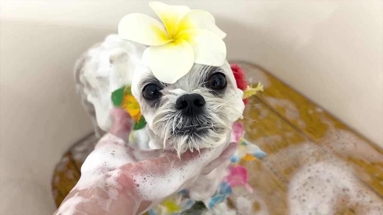 【真夏のトリミング】暑さに負けないもちの夏カット☀️🐾