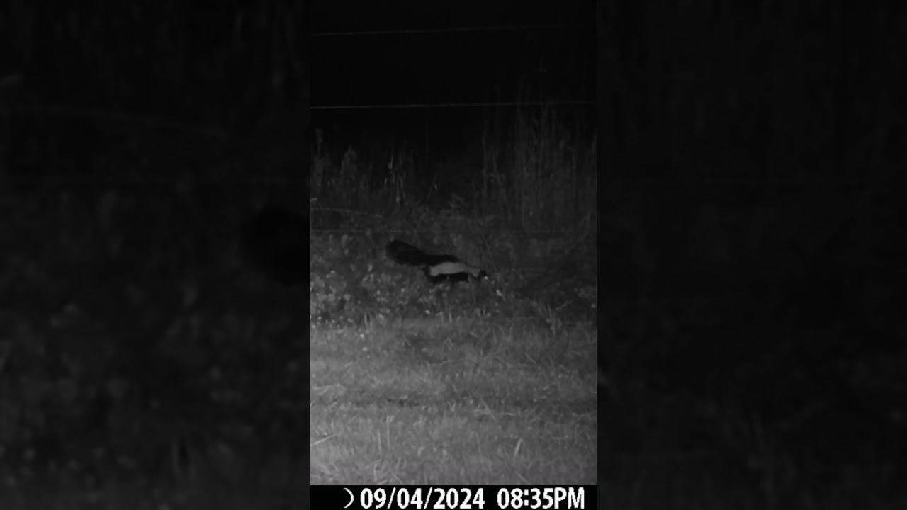 Beautiful Skunk doesn&rsquo;t mind the Electric ⚡️ Fence!  #deeraddiction #nature #skunks