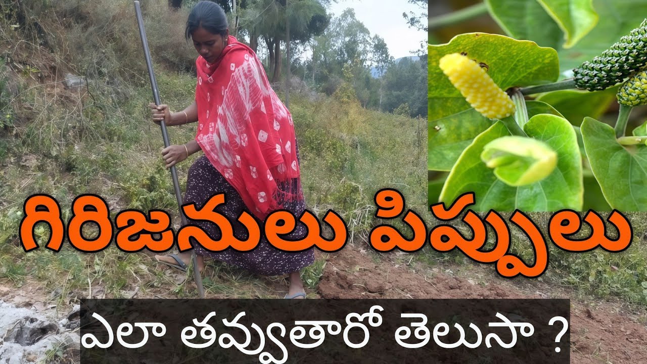 గిరిజనులు పిప్పలు తవ్వే విధానం | Tribal People Digging Pippalu | Village Life Vlog