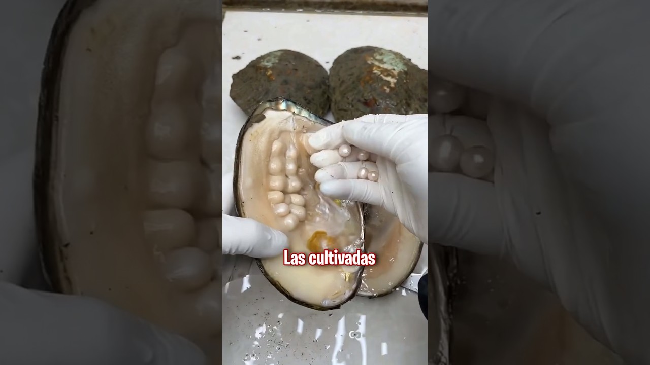 💎As&iacute; se sacan las perlas de las ostras💎