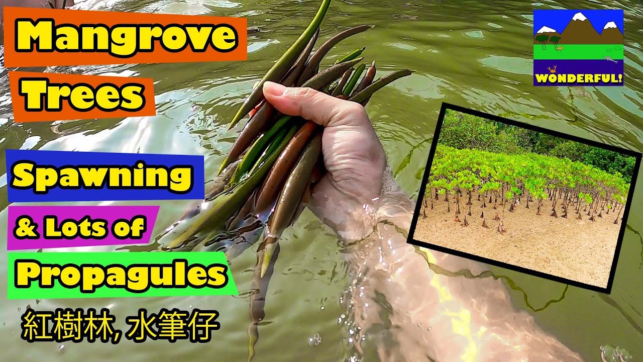 Mangrove Trees Spawning and lot of Propagules.   Hong Kong Star Fish Bay.  香港海星灣, 紅樹林, 水筆仔