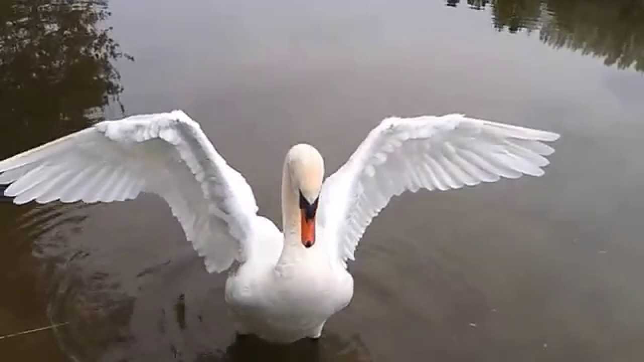 łabędzi śpiew