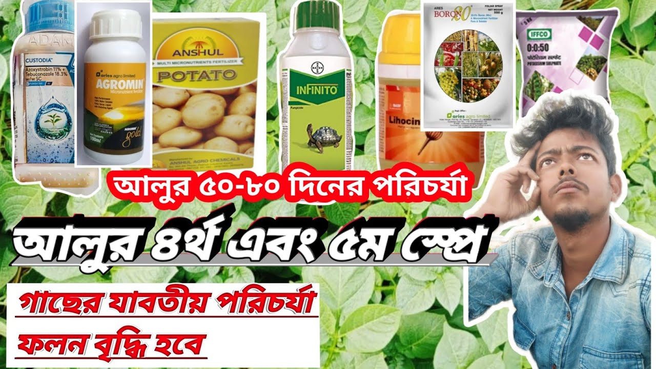 আলুর ৪র্থ এবং ৫ম স্প্রে হিসাবে কোন কোন ওষুধ ব্যবহার করবেন