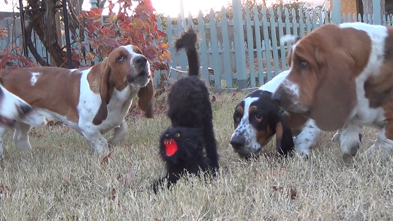 Basset Hounds VS The Scary Halloween Cat Very Funny!