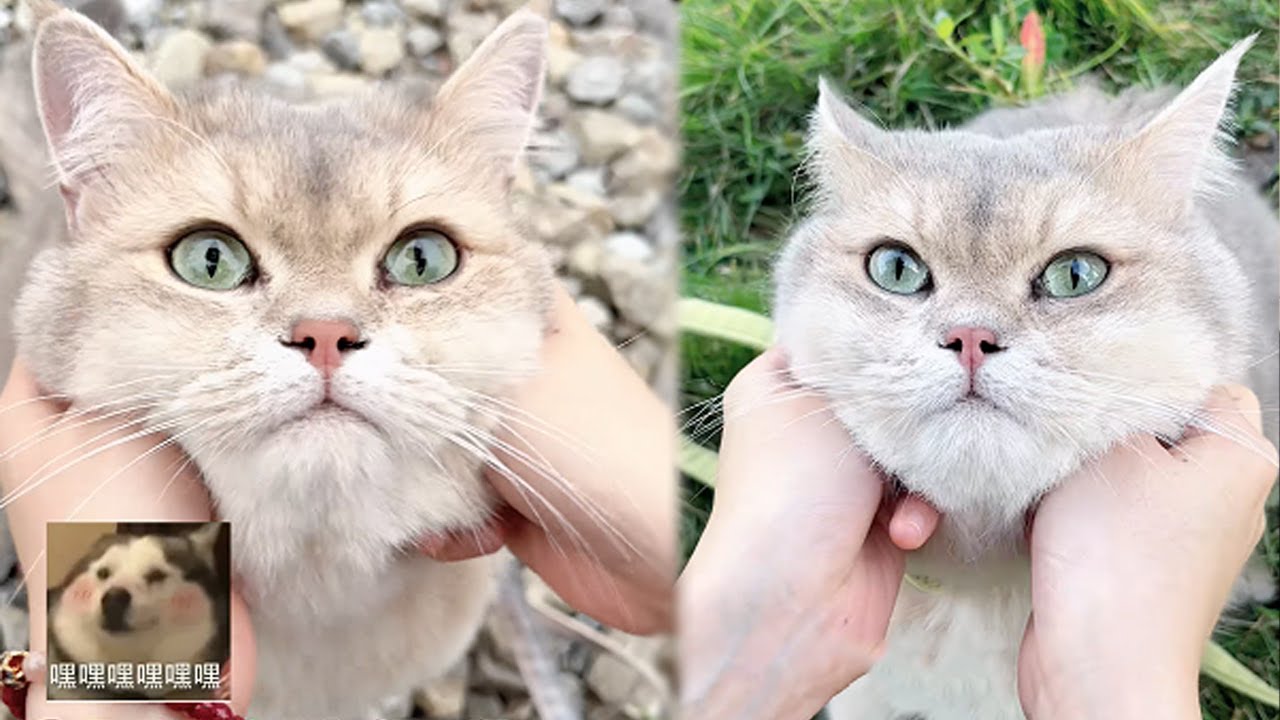 這顆石頭怎麽會燃燒，大家幫我看看這是什麽石頭#lucky #cat #萌寵 #cute #funny