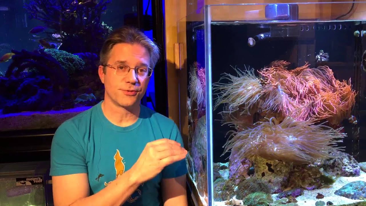 Bubble Tip Anemones - What you need to know