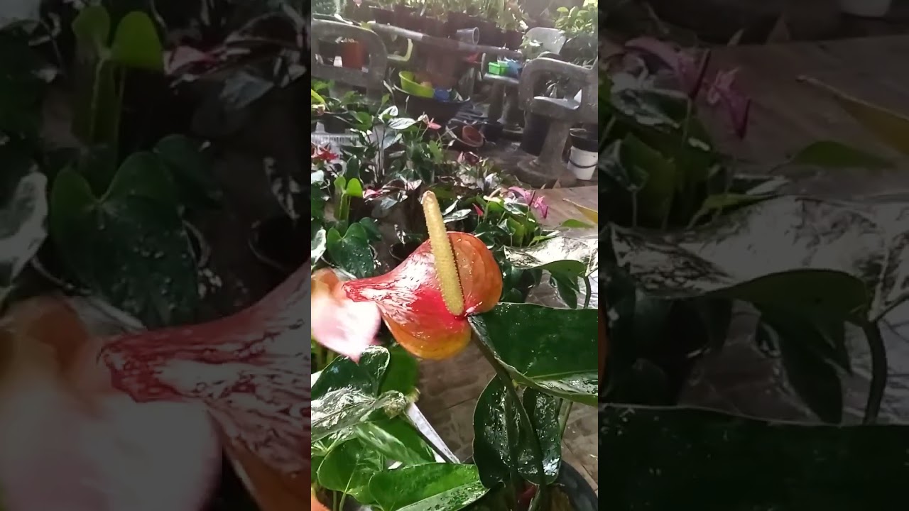 වටින  ලස්සන පැකේජ් දෙකක්  🌹🌹🌹🌹🌹45   46    පැකේජ් 