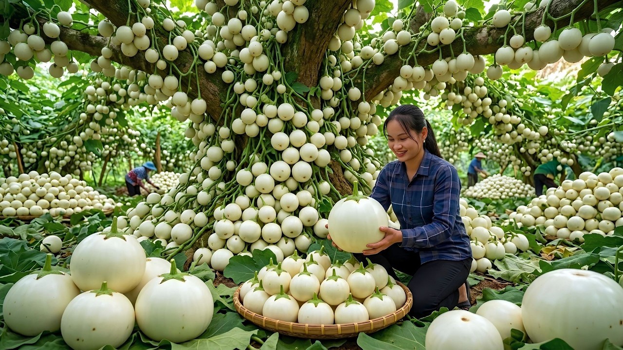 Harvest 500 Kg White Eggplant Deep In Forest Goes To Market Sell, How To Salt Crispy White Eggplant