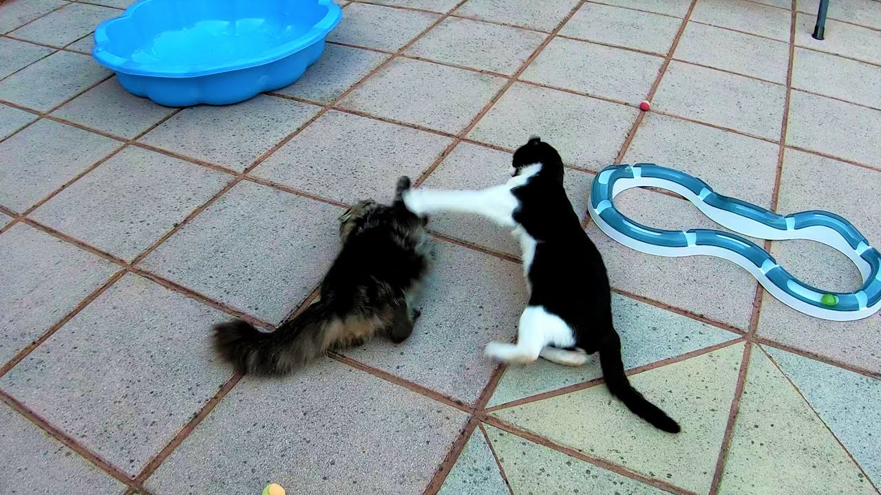 Crazy Cat Fights | 4K