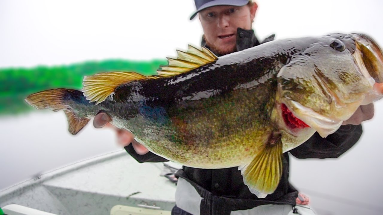 Fishing with BIG SWIMBAITS for GIANT BASS! (Reed Bingham)