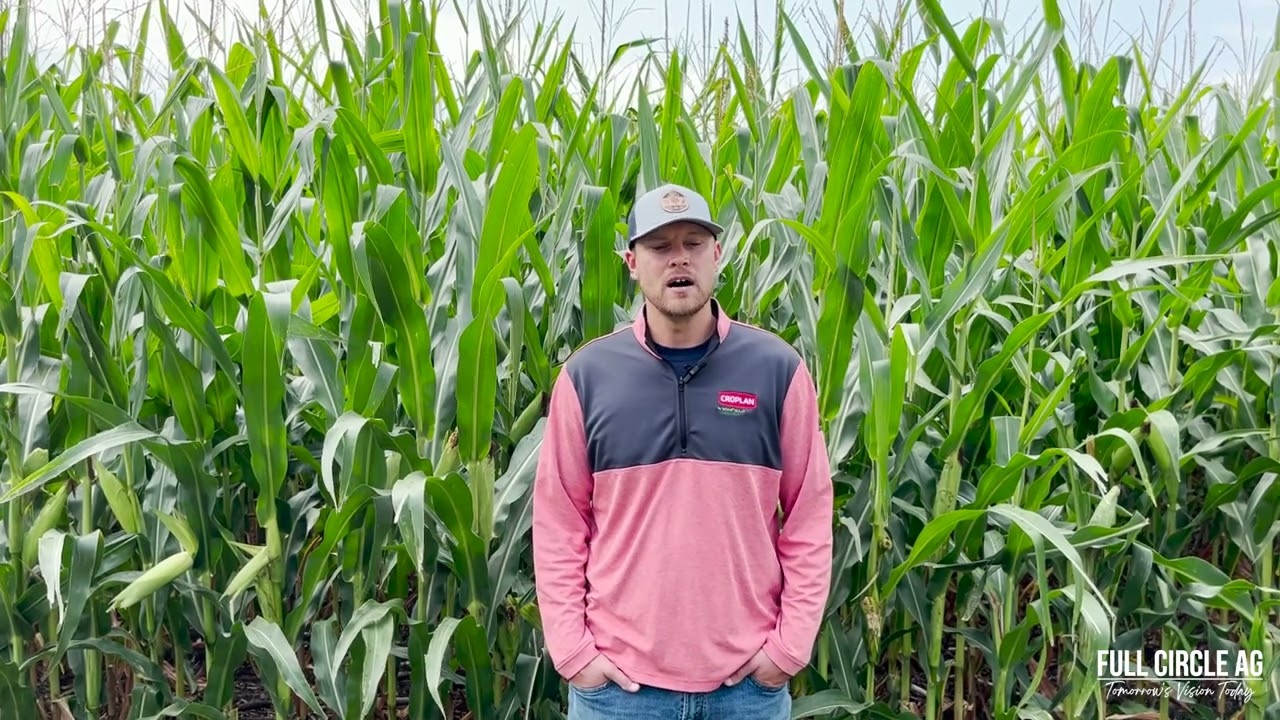 Field Friday with Casey Erickson: Soybean Aphids, Bean Leaf Beetles, Northern Corn Rootworm