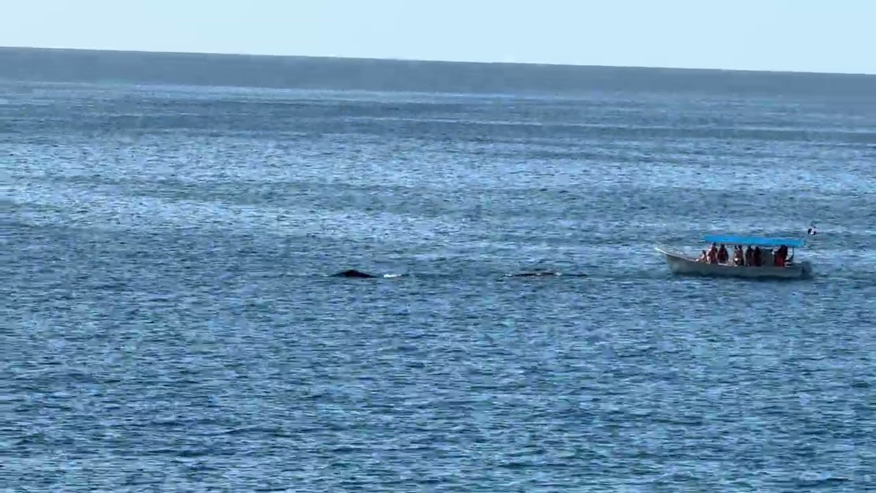 Whale Sightings