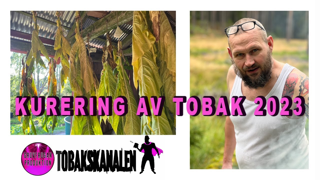 Kurering av tobak 2023