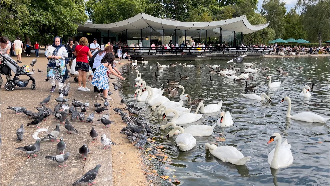 feeding swans at hyde park london | Lovely Swan