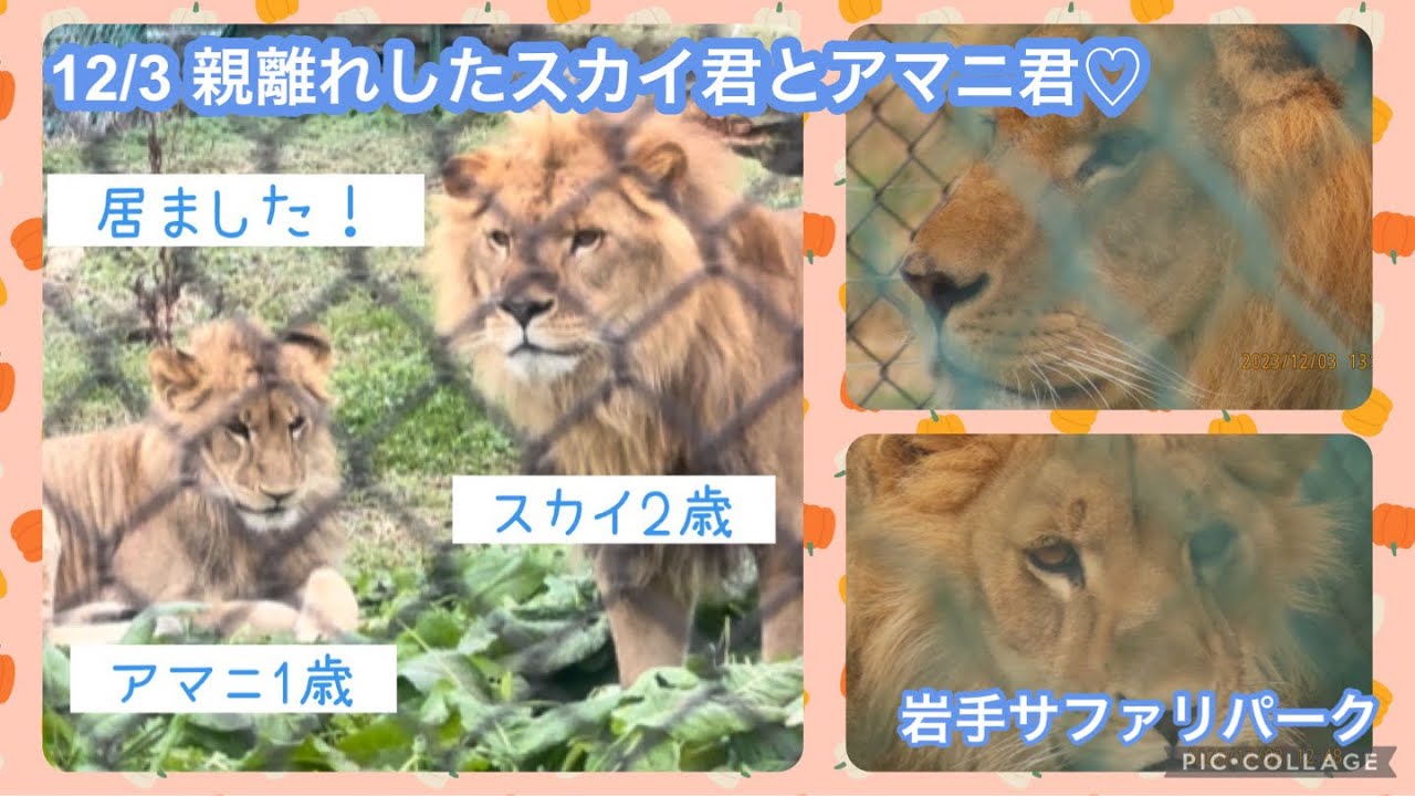 12/3 岩手サファリパーク スカイ君とアマニ君に会えました♡見にくいですが…