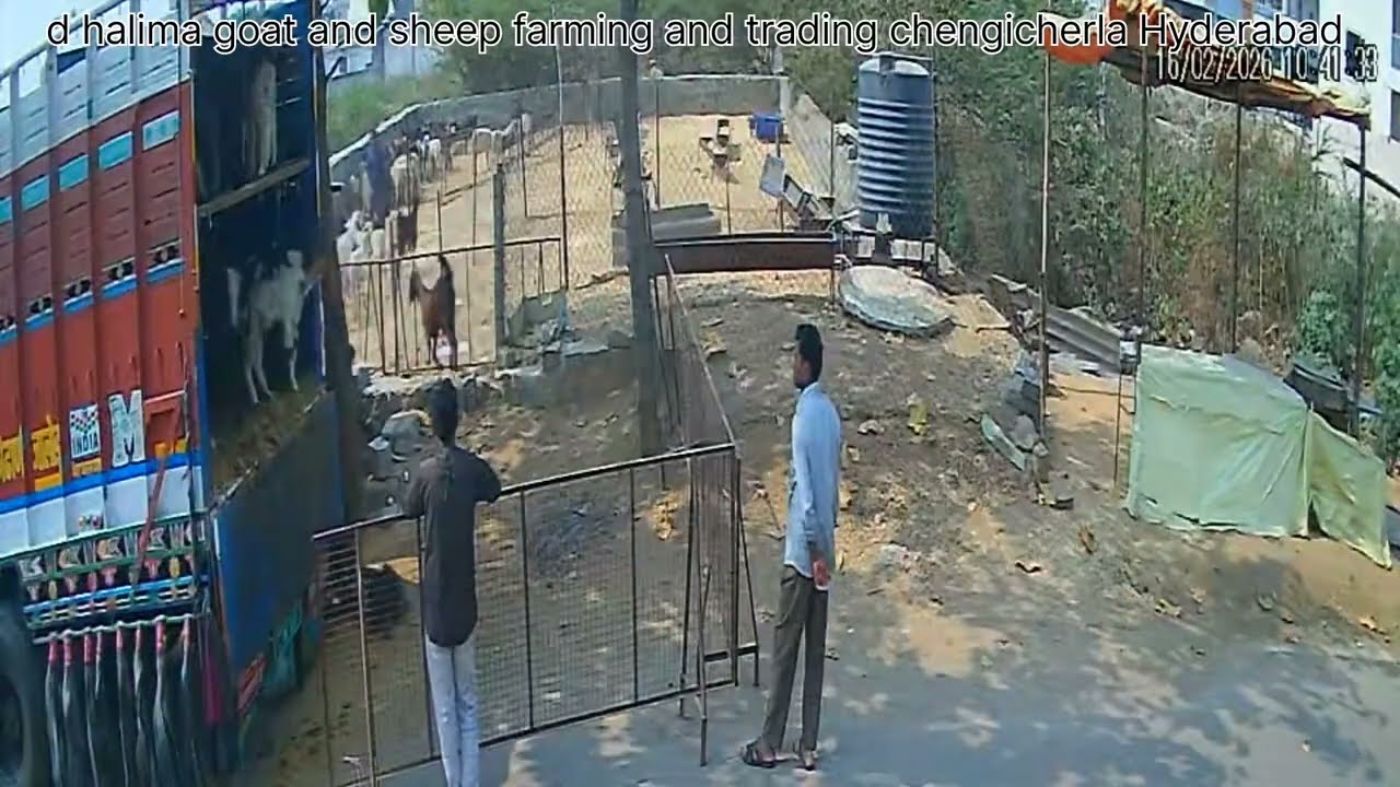 Chengicherla goat market today update #hyderabad 