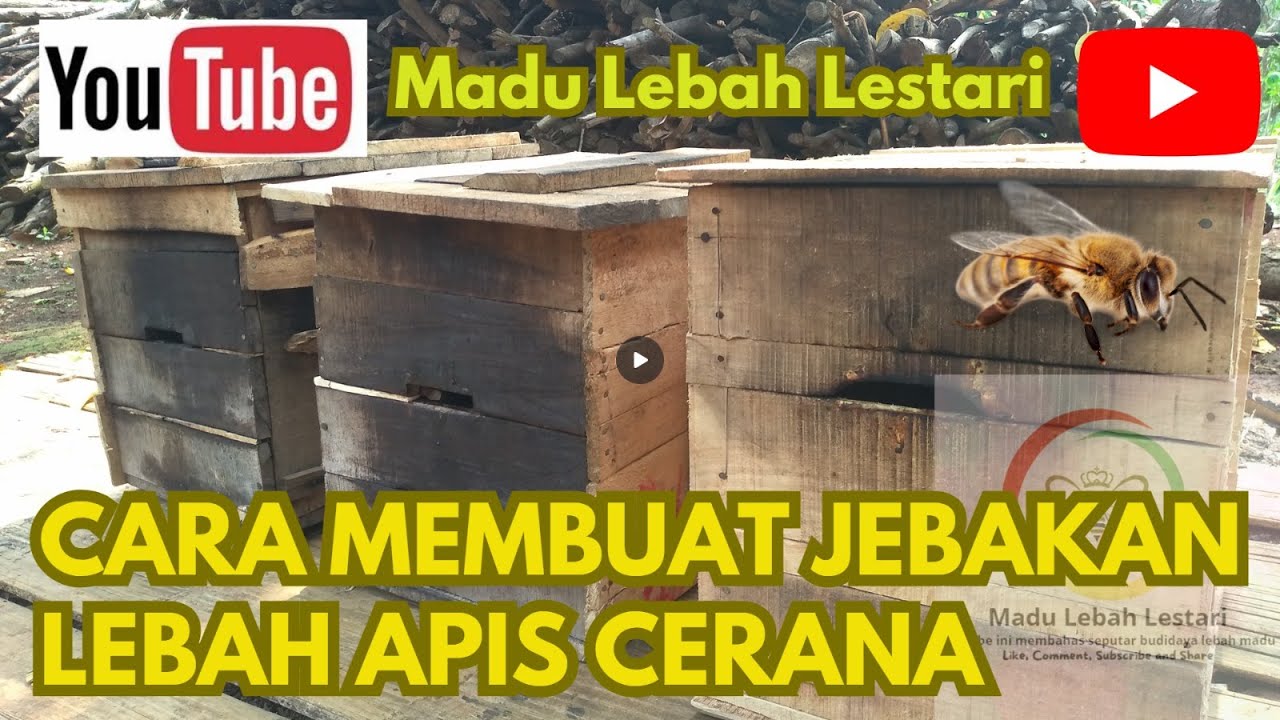 Cara Membuat Peti Jebakan Lebah Apis Cerana #lebah #maduhutan #cerana #apiscerana