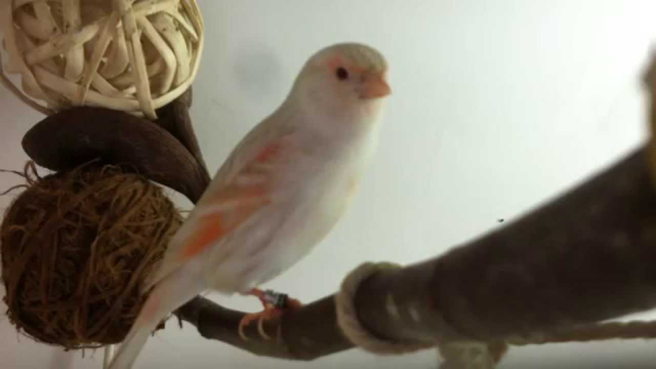 Satinet Red Mosaic Canary Hen Female Singing!