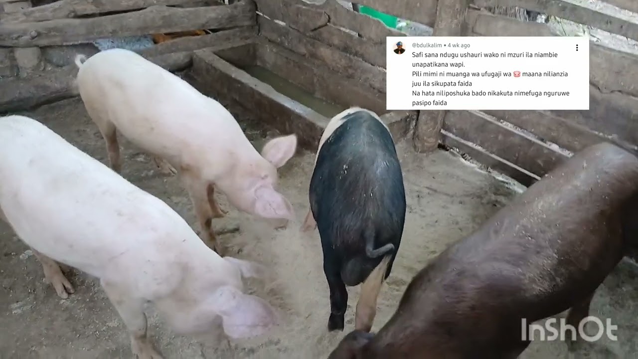 Epuka hasara unazoweka kupata kwenye ufugaji wa nguruwe