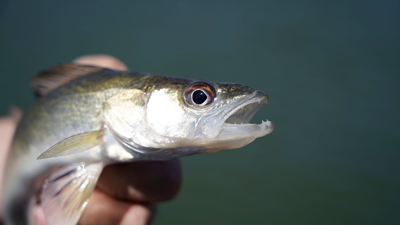 Walleye Aging on Lake Sakakawea - NDGF - 01-19-2023