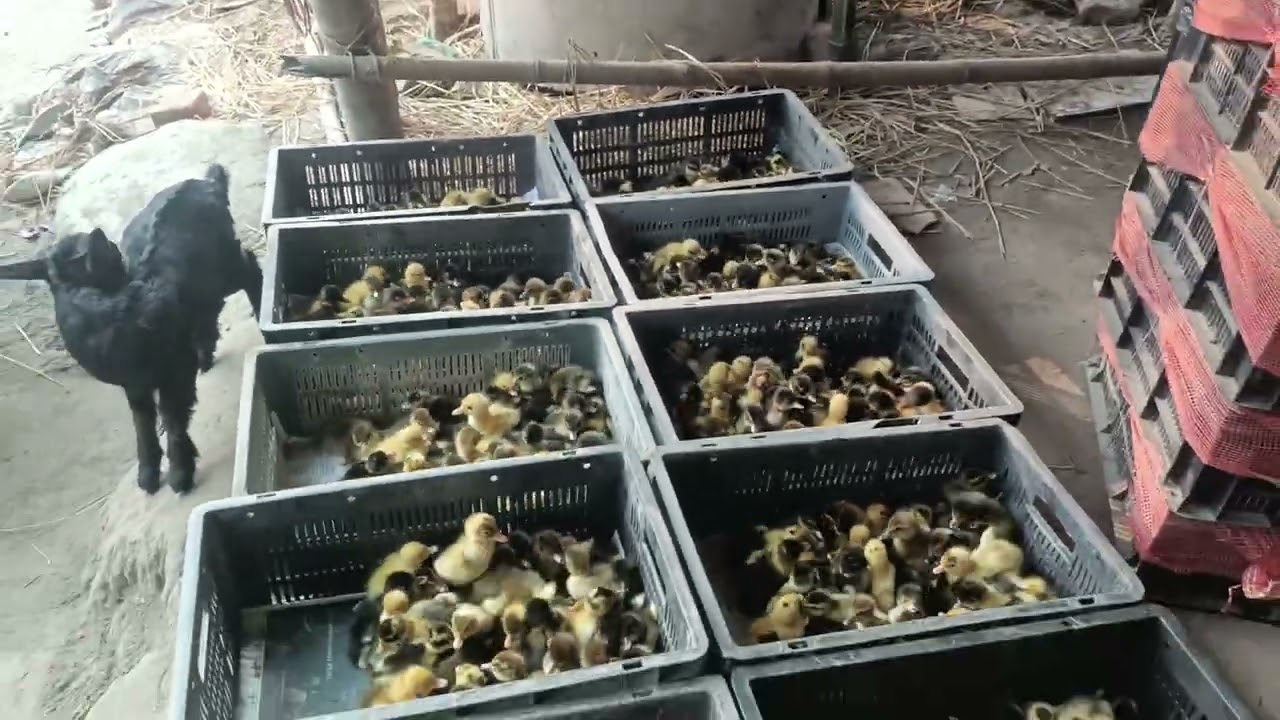 লুকেল মুৰগি পুয়ালী আৰু হাহ পুয়ালী ডেলিভাৰি দিয়া হয় অল অসম ডেলিবাৰী 